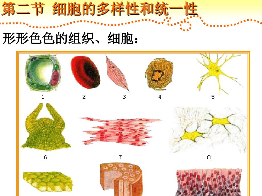 生物高中必修1第一章第二节第一课时_第1页