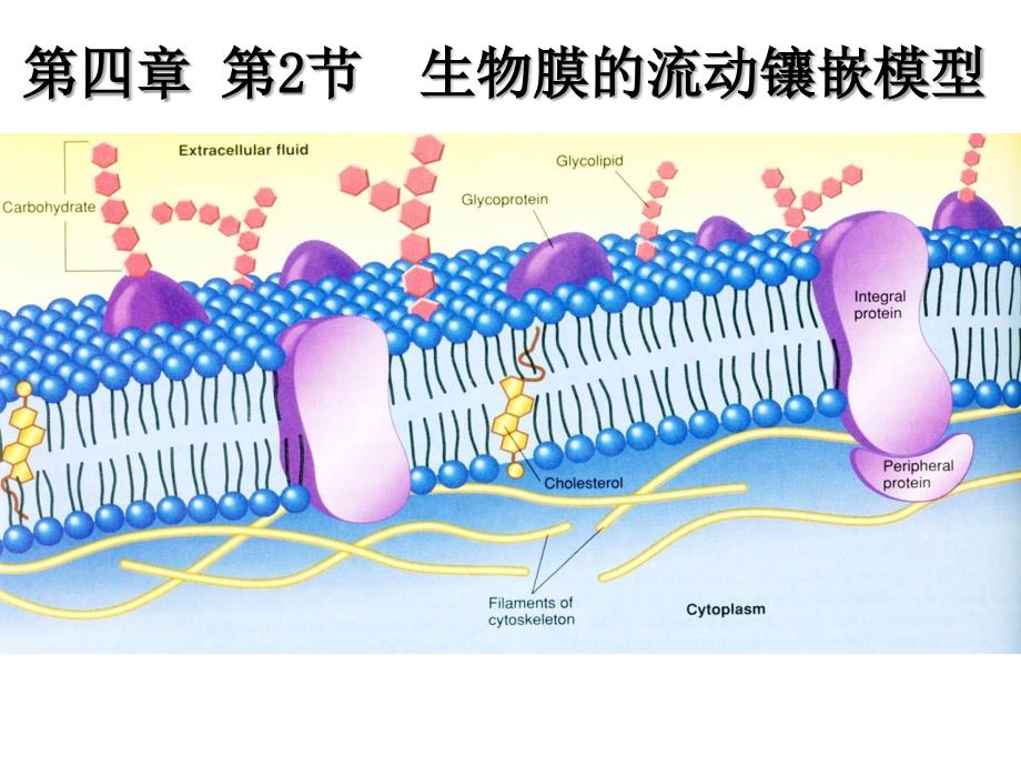 生物膜的流动镶嵌模型(汇报课)_第1页