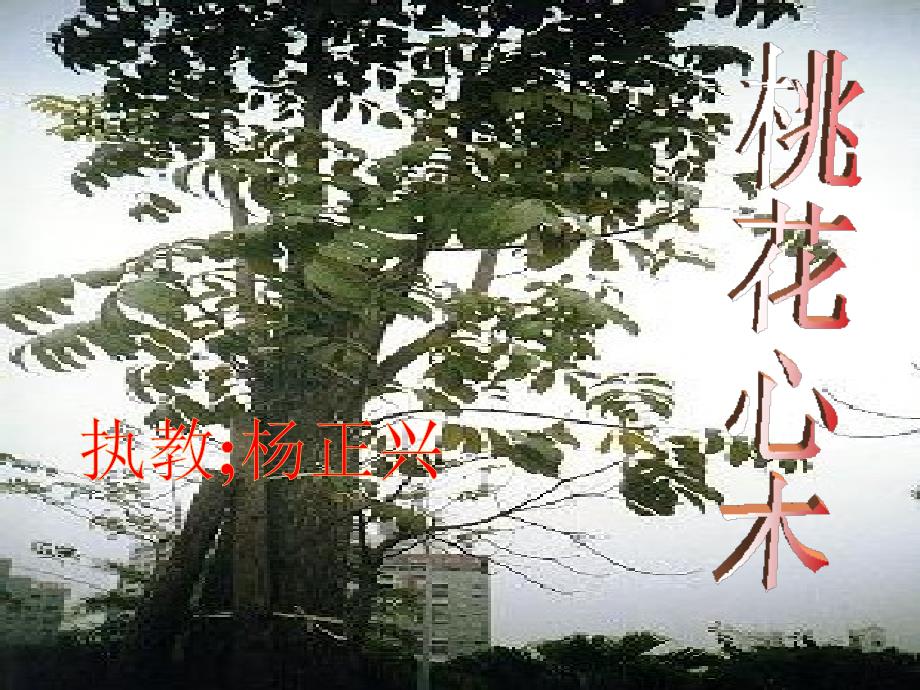 六年级语文《桃花心木》课件PPT_第1页