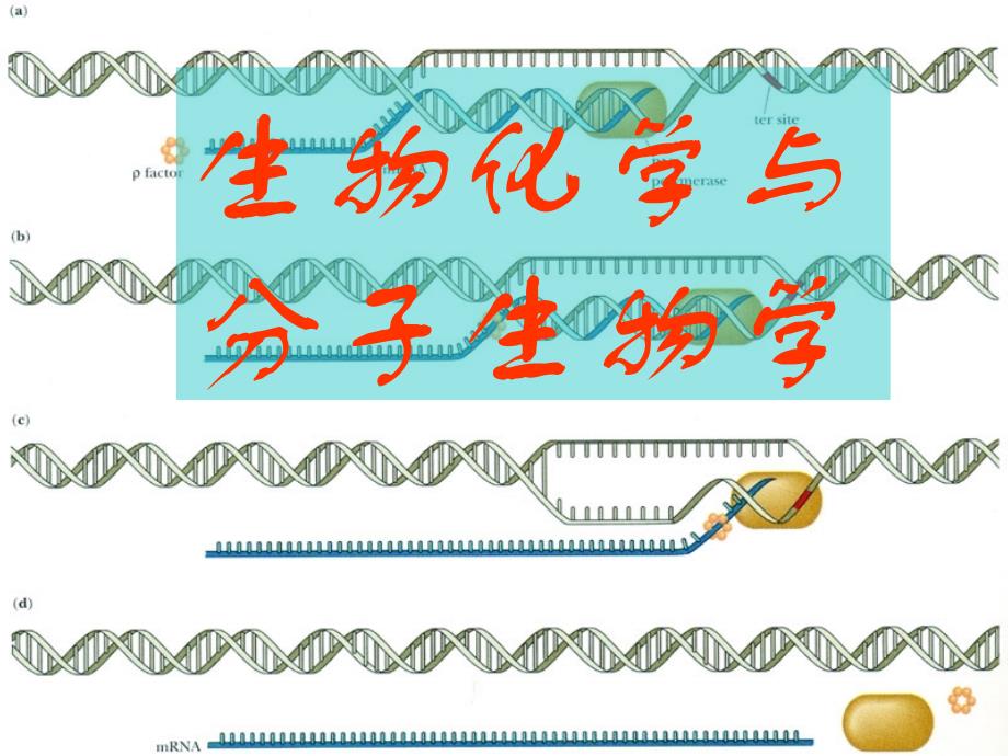 生物化学与分子生物学_第1页