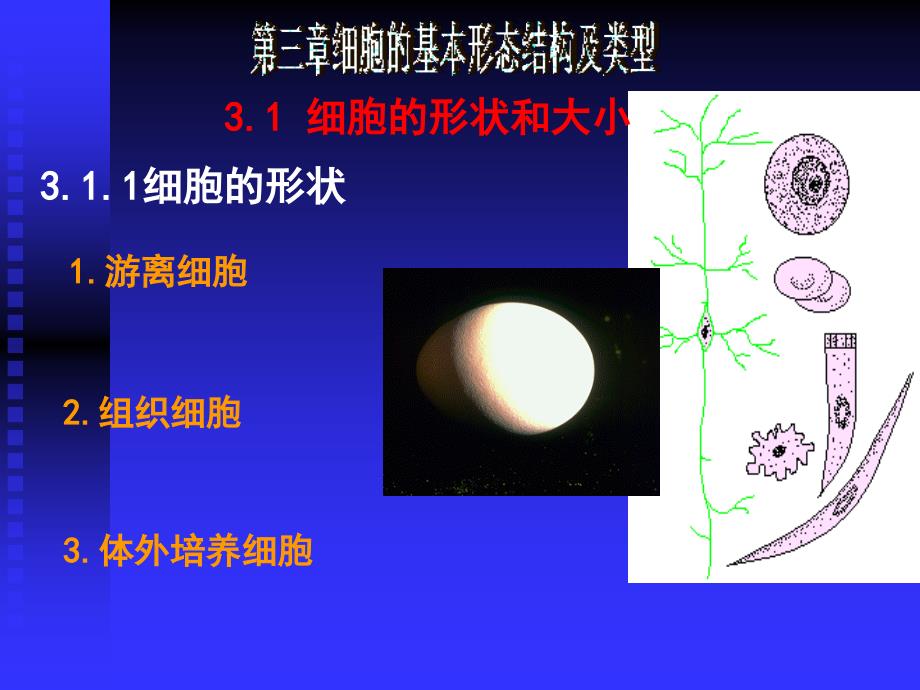 细胞的基本形态结构和类型_第1页