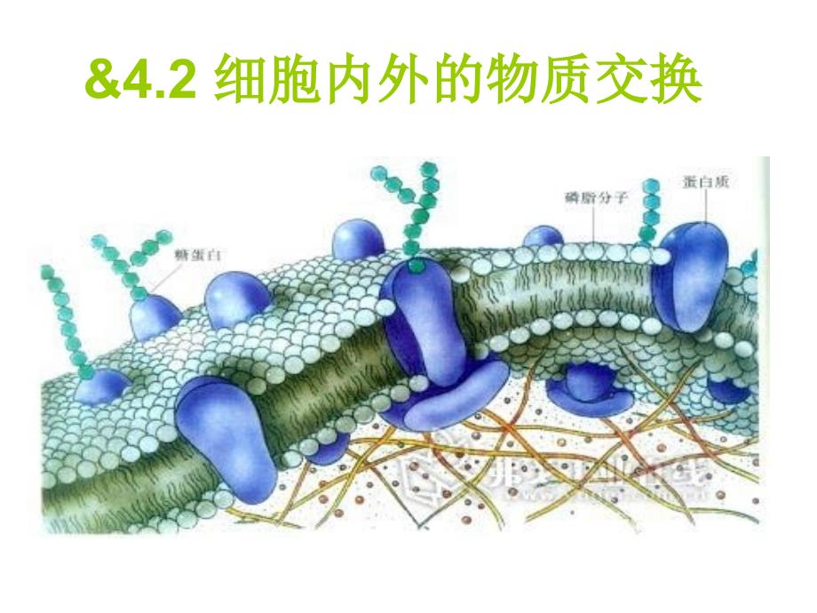 细胞膜的选择透过性_第1页