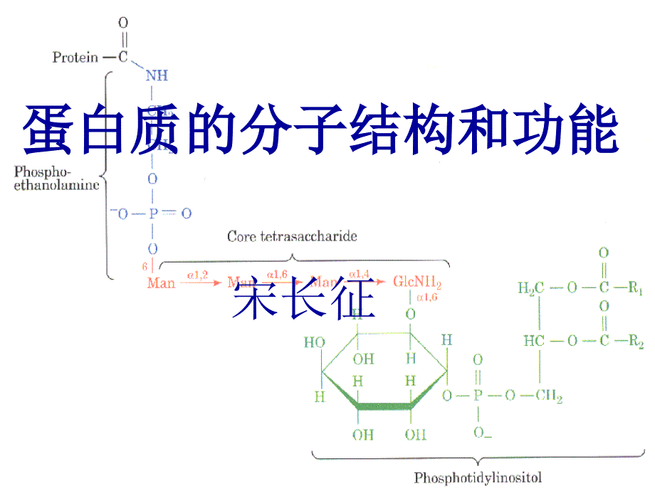 蛋白质的生物学作用_第1页