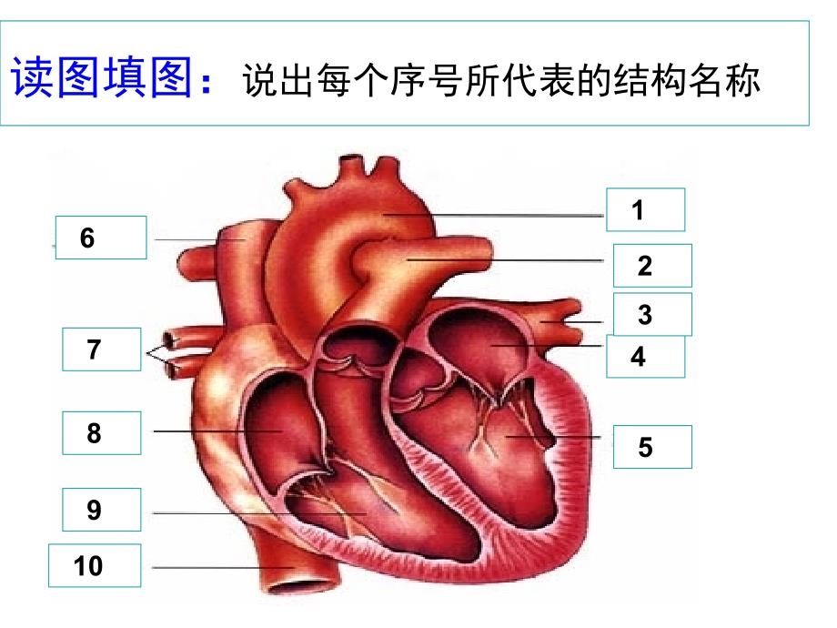 输送血液的泵-心脏第二课时_第1页