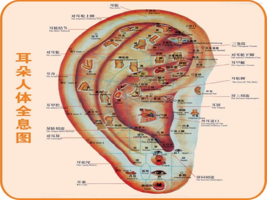 针灸人体穴位图大全_第1页