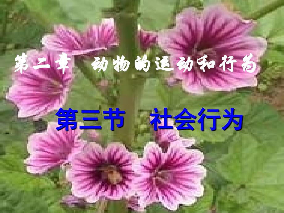 第三节-_社会行为(精品)_第1页