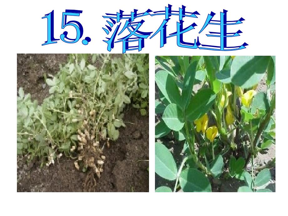 精品：落花生 (5)_第1页