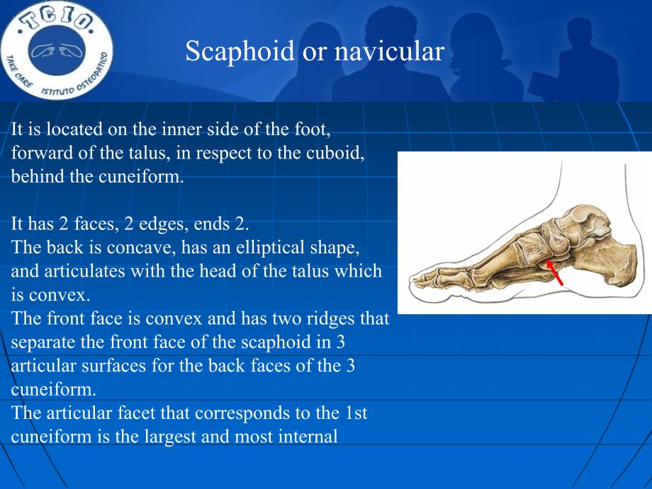 意大利整骨Scaphoid-Cuboid-Cuneiform-Metatarsal-bones课件_第1页