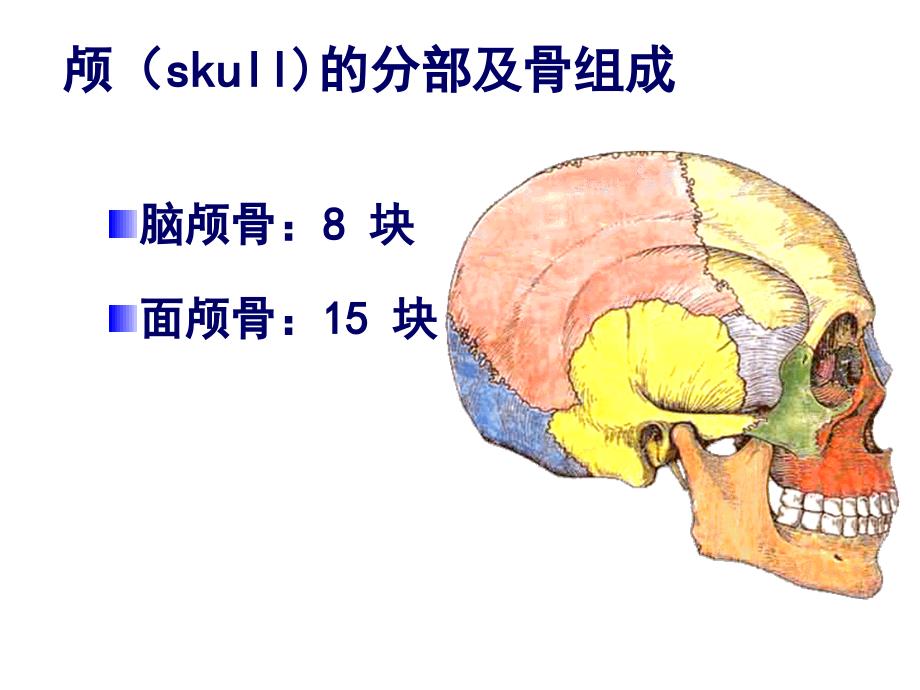 系统解剖学颅骨及其连结(实验-理论)课件_第1页