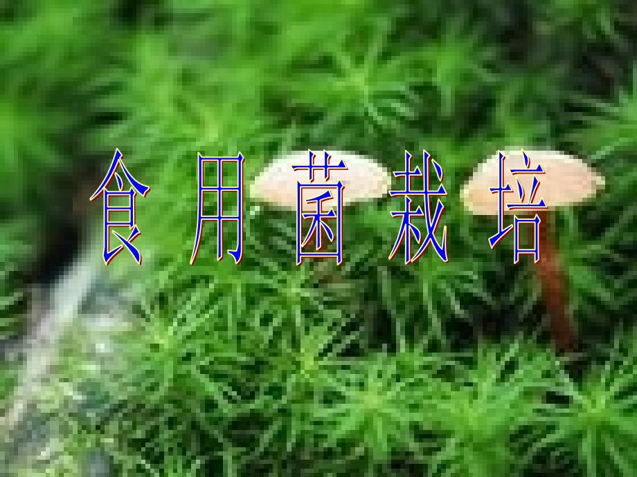 (精品)第三章,花卉_第1页