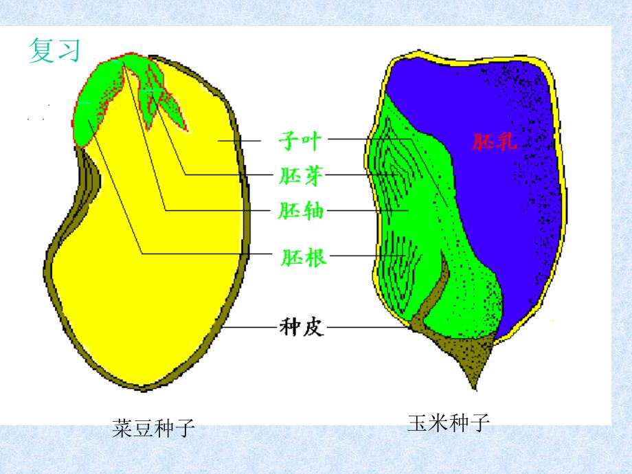 第一节种子的萌发(教育精品)_第1页