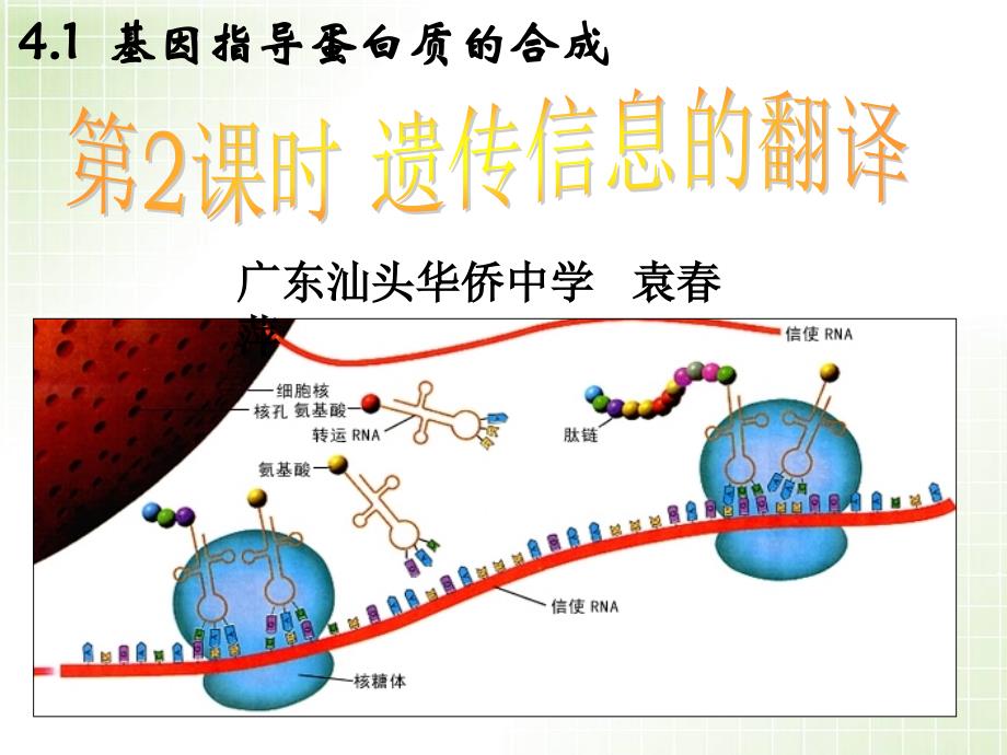 《遗传信息的翻译》教学课件_第1页