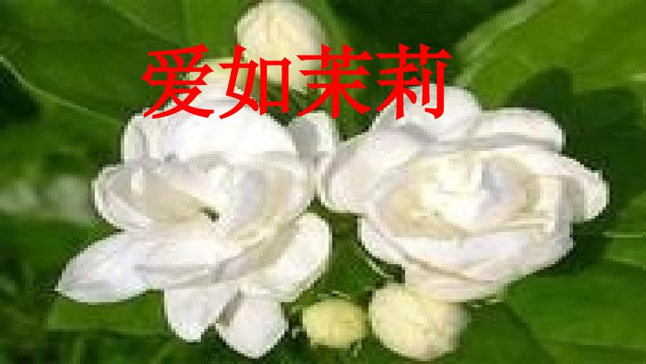 爱如茉莉一师一优_第1页