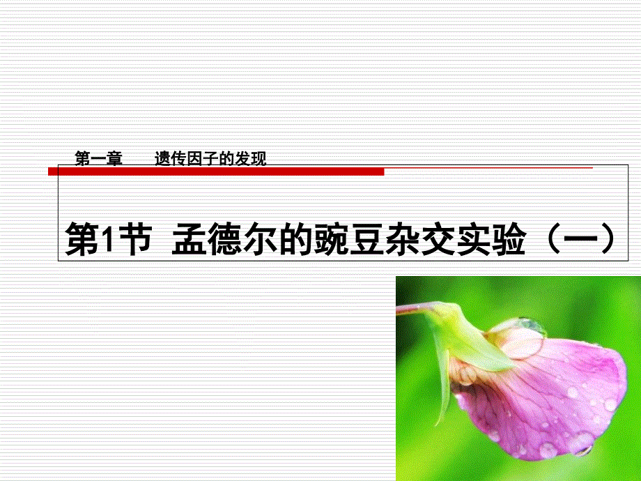 孟德尔的豌豆杂交实验一(上课用)_第1页