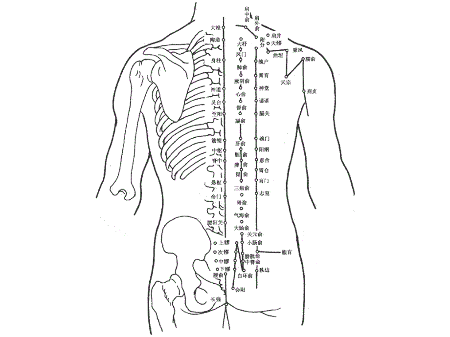 人体全身穴位图解全解课件_第1页