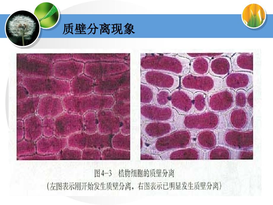 物质进出细胞的方式课件_第1页