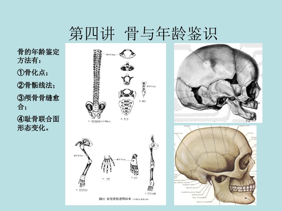 第四讲--骨与年龄鉴_第1页