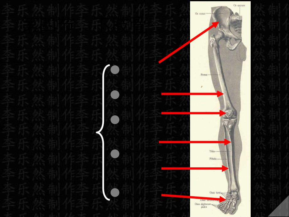 第四节下肢骨课件_第1页