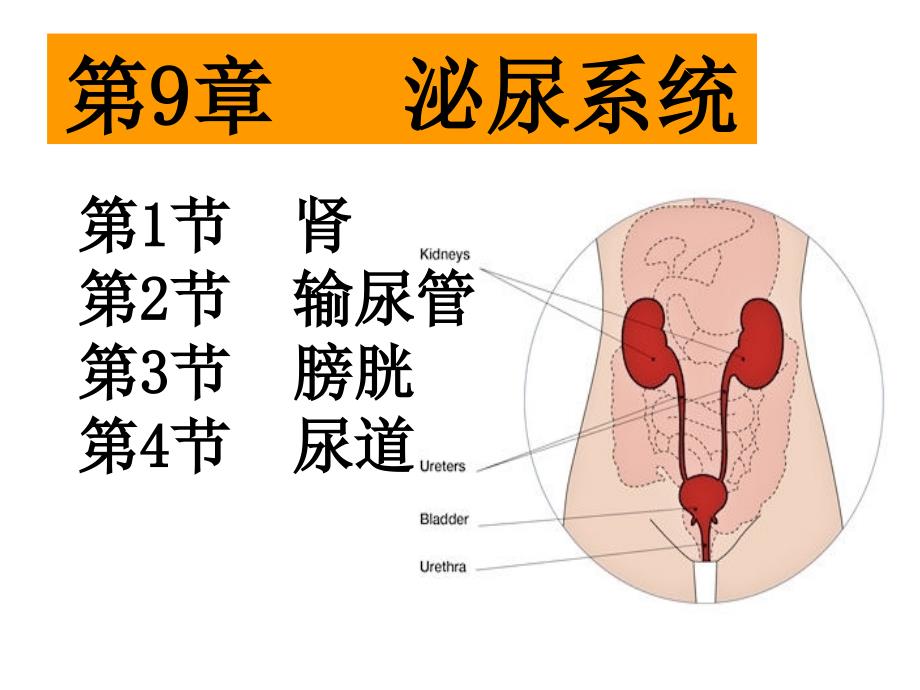 第9章泌尿系统课件_第1页