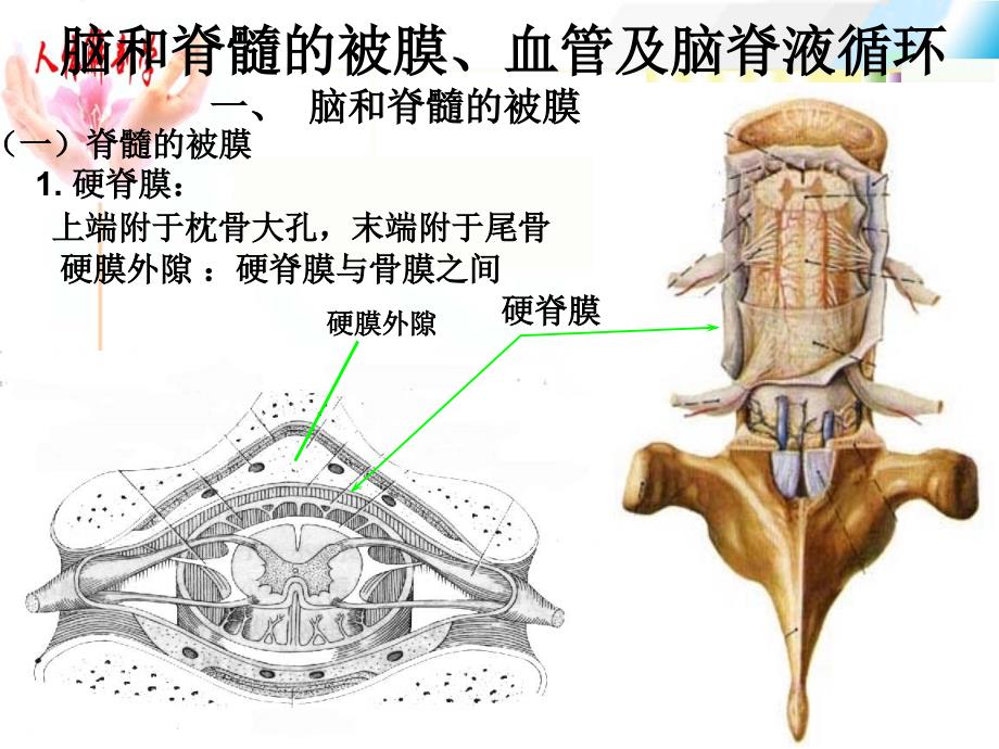 脑与脊髓的被膜、血管课件_第1页