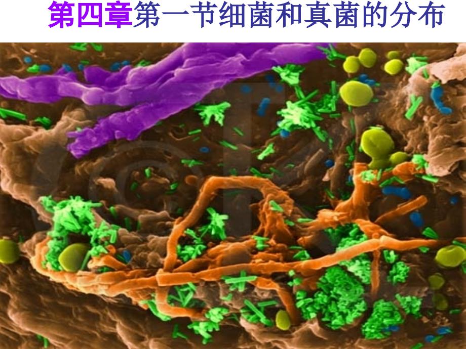 第五单元第四章第一节细菌和真菌的分布课件_第1页