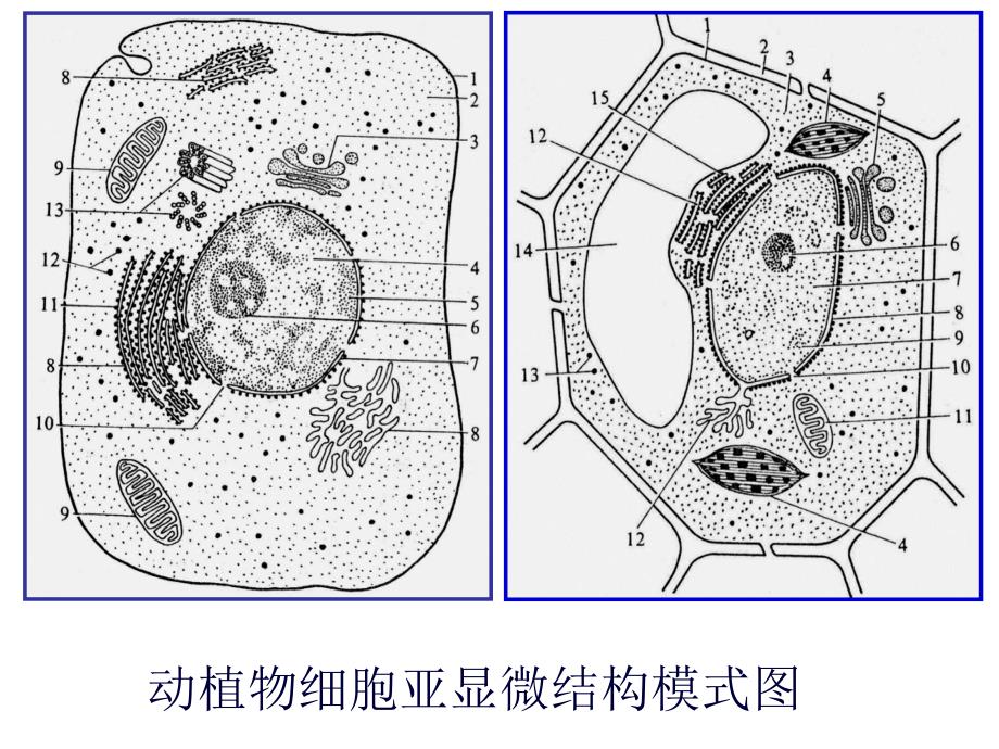 细胞核系统的控制中心创新课课件_第1页