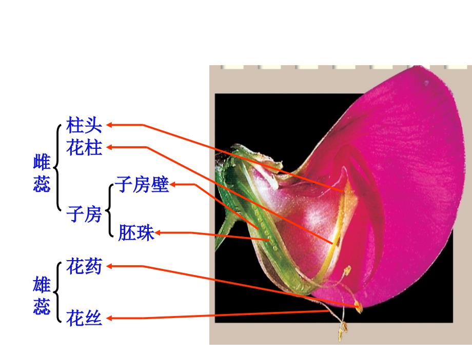 高中生物必修2第一章第二节孟德尔的豌豆杂交实验(二)课件人教版必修二_第1页