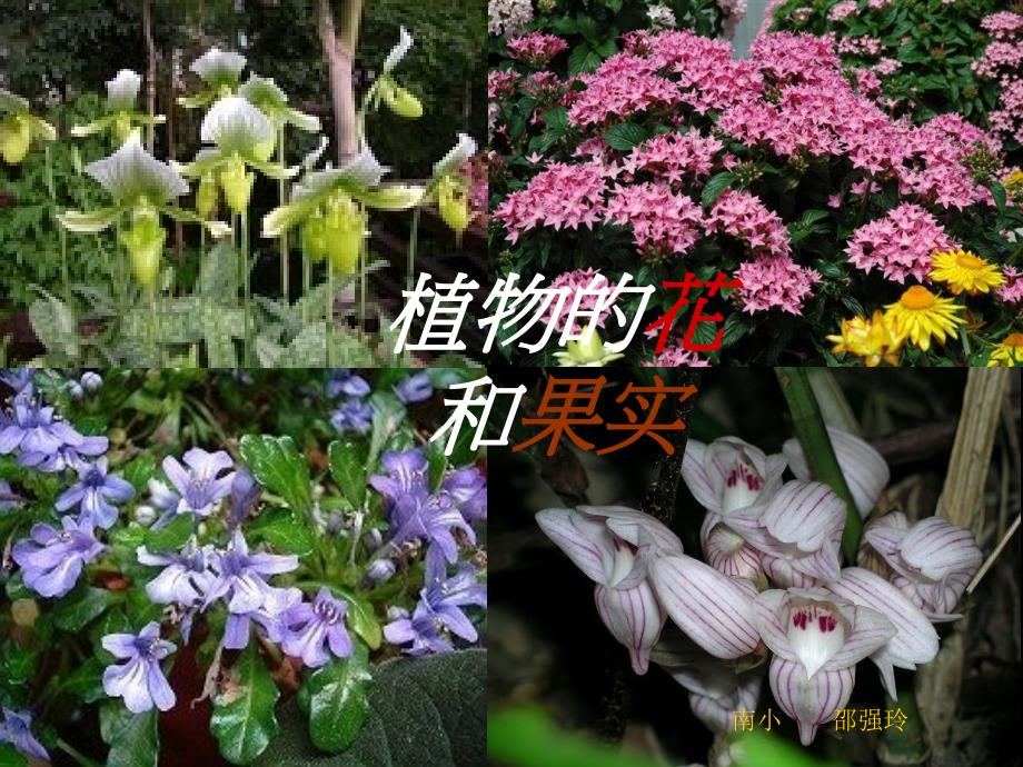 鲁教版科学四上植物的花和果实通用课件_第1页