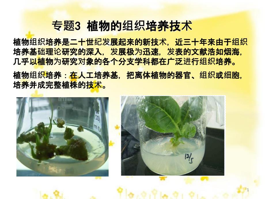 高中生物 专题3 植物的组织培养技术 课题3 菊花的组织培养课件 新人教版选修1_第1页