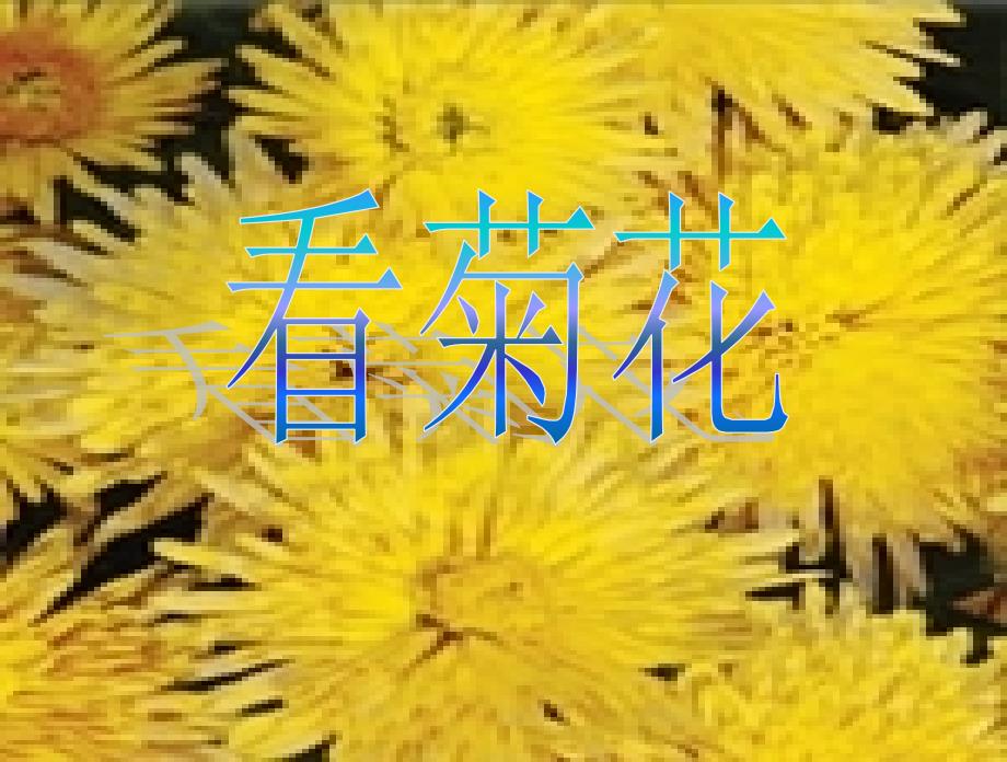 看菊花(教育精品)_第1页