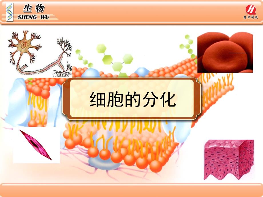 《细胞分化》课件_第1页