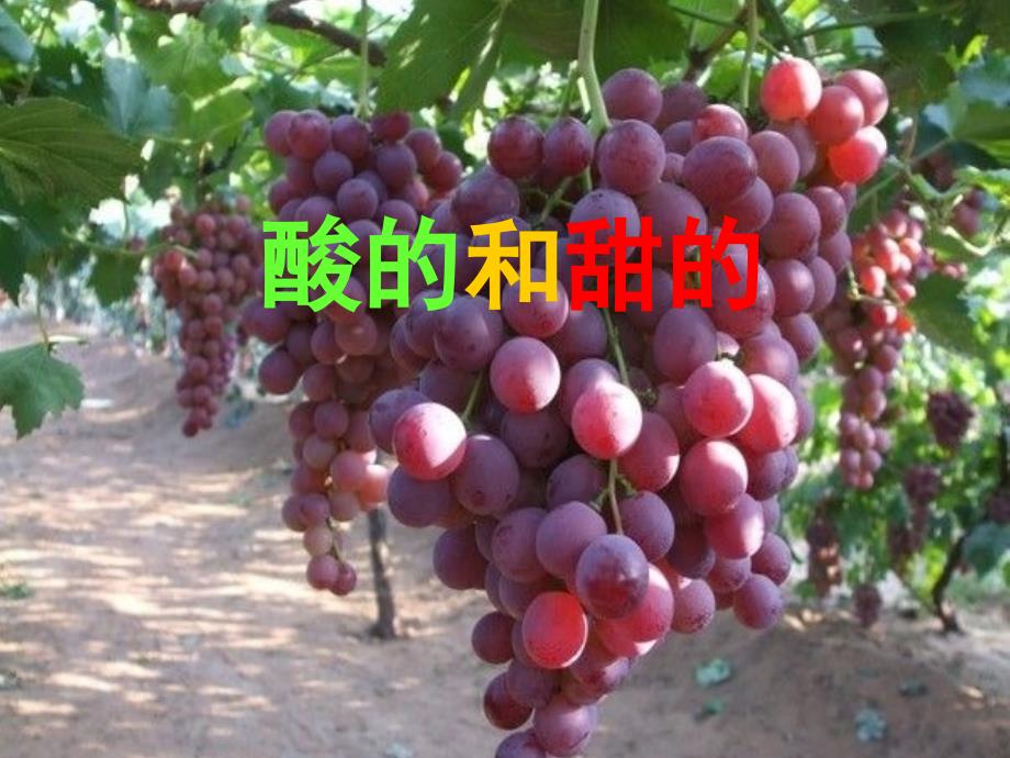 《酸的和甜的》教学课件_第1页