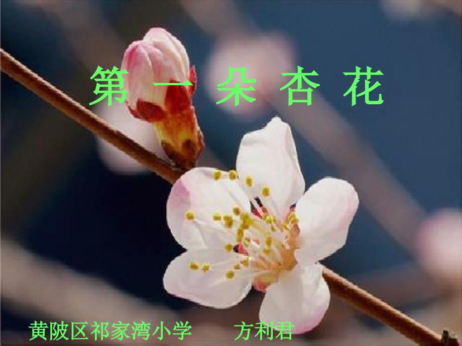 《第一朵杏花》课件_第1页