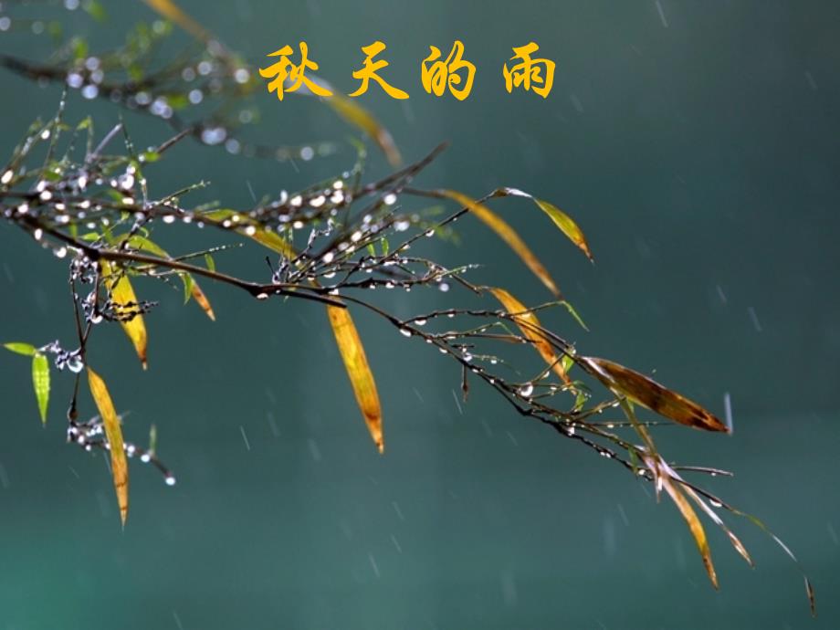 秋天的雨 (6)_第1页