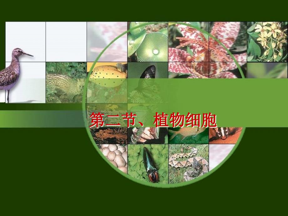 2、1、2植物细胞(人教版)_第1页