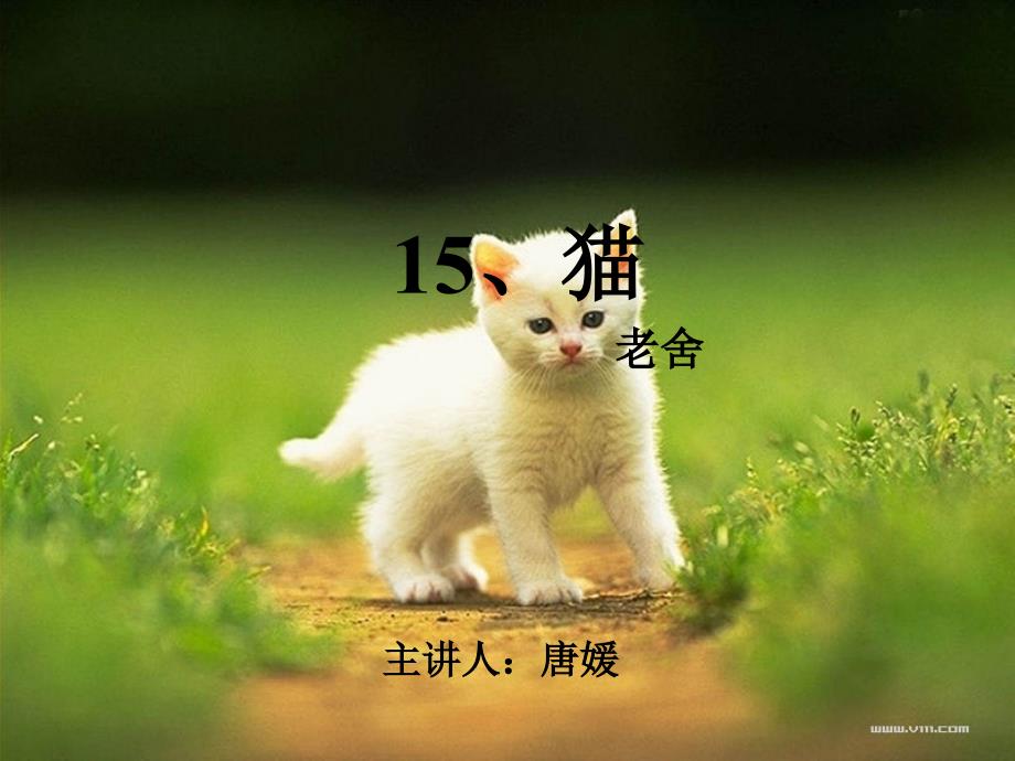 15、猫(教育精品)_第1页