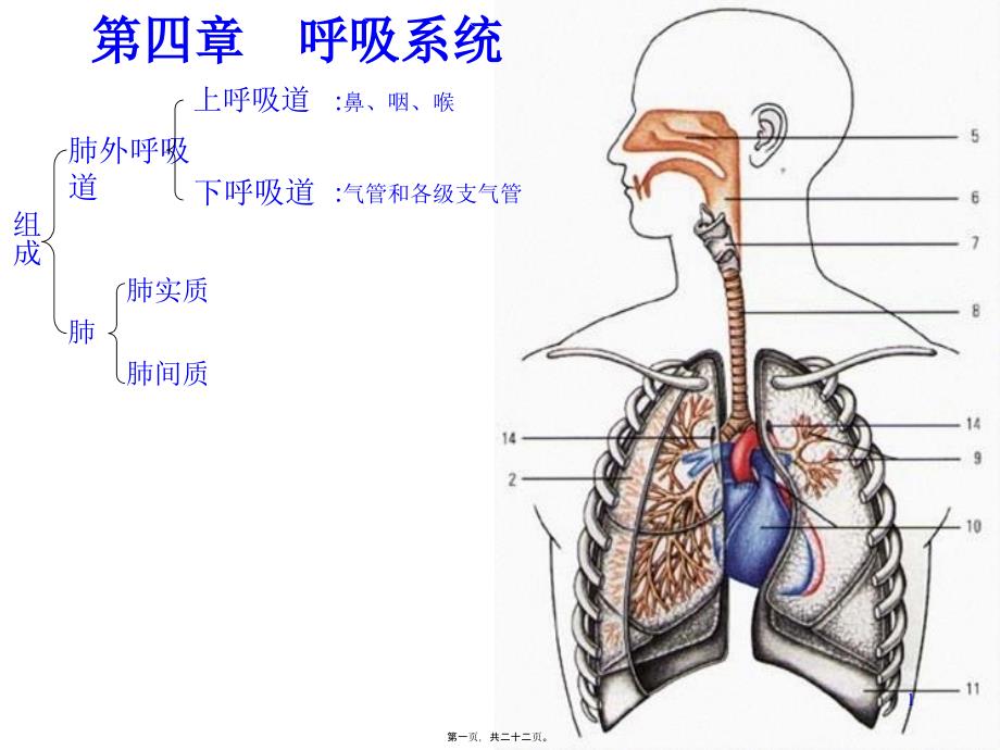 呼吸系统肺外呼吸道_第1页