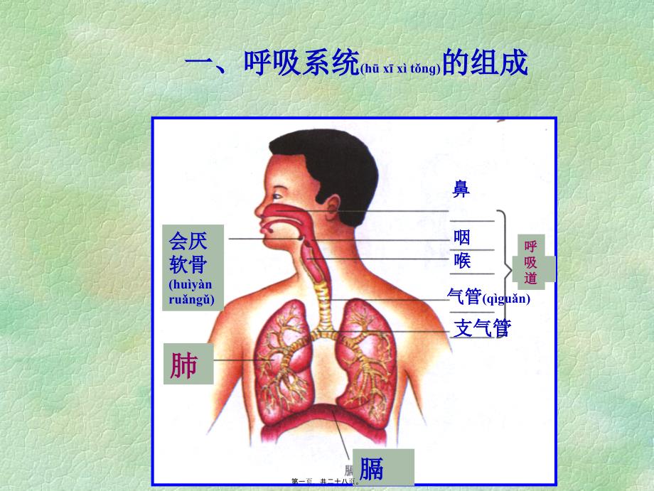 发生在肺内的气体交换AKnKUn_第1页