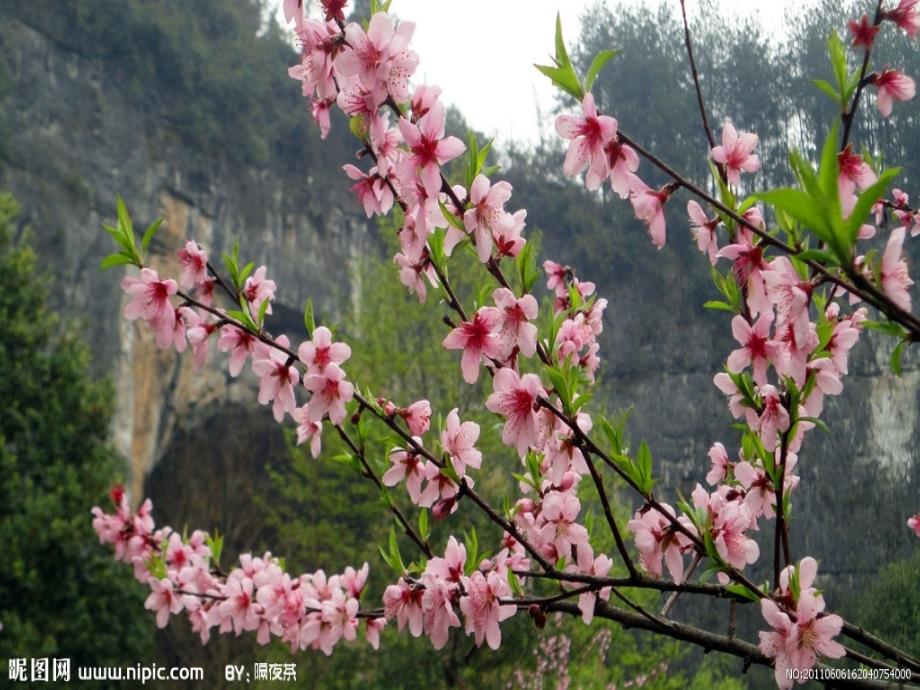 大林寺桃花(教育精品)_第1页