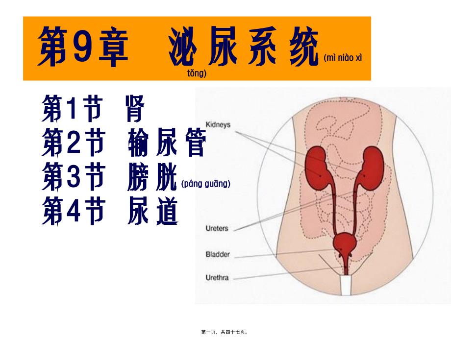 第章泌尿系统八_第1页