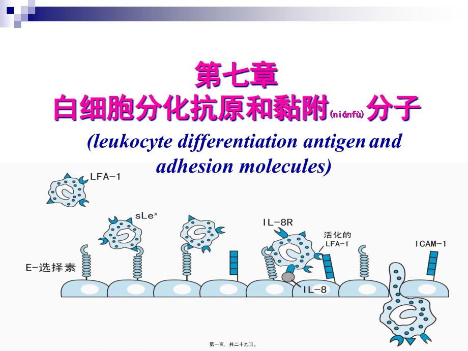 第七章白细胞分化抗原和粘附分子_第1页