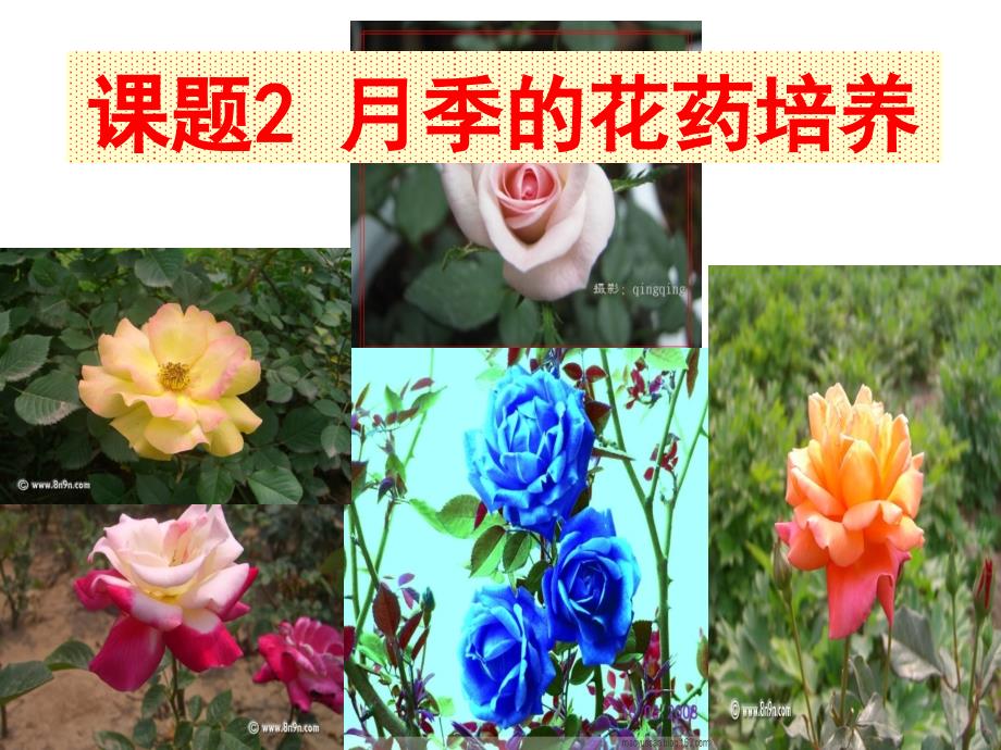 月季花药培养(教育精品)_第1页