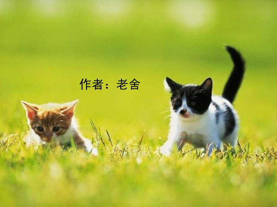 猫PPT(教育精品)_第1页