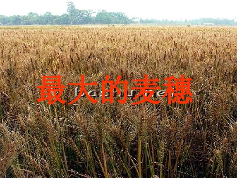 16最大的麦穗(2)(教育精品)_第1页