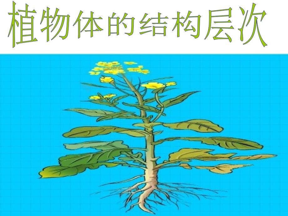 植物体的结构层次_第1页