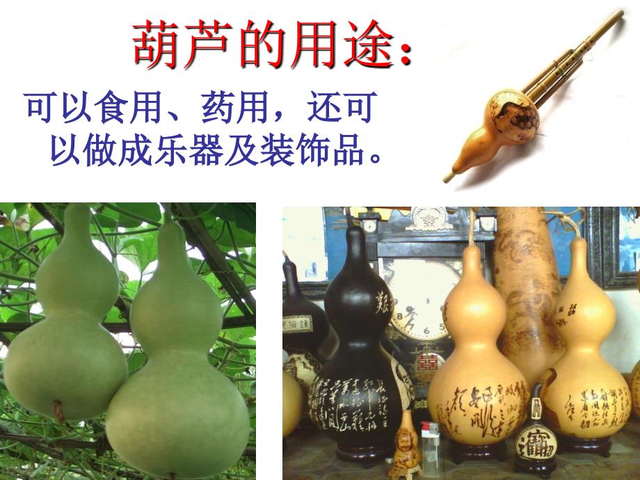 《我要的是葫芦》课件(教育精品)_第1页