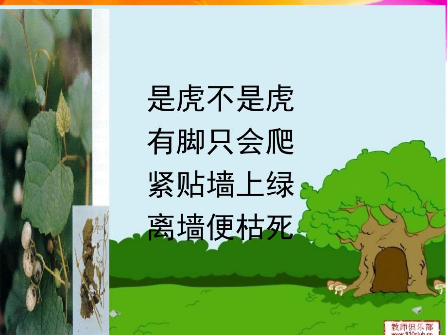 爬山虎的脚_2_第1页