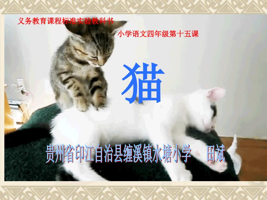 竞赛《猫》教学课件_第1页