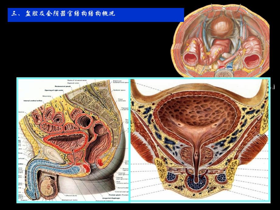 断层解剖学盆部与会阴男性_第1页