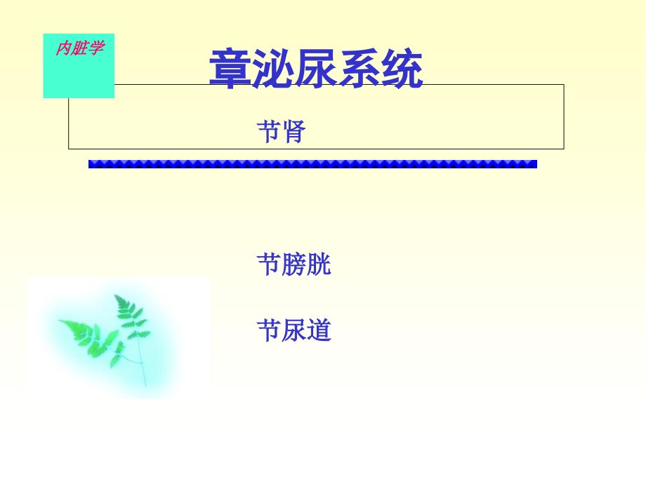 泌尿系統(tǒng)完整結(jié)構(gòu)_第1頁